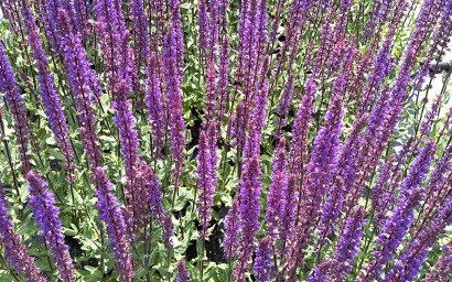 SALVIA NEMOROSA CARADONNA